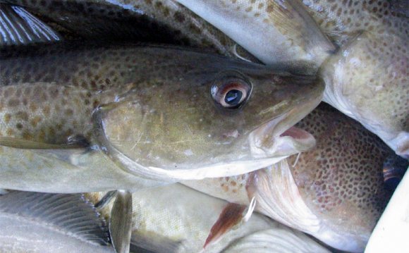 Whitefish (fisheries term)
