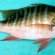 Saltwater fish edible
