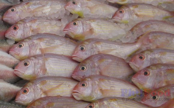 Kinds of saltwater fish