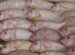 Kinds of saltwater fish