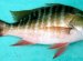 Saltwater fish edible