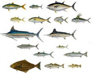 Saltwater Fish Food Facts