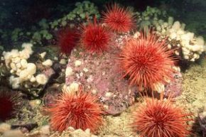 Sea urchins look exotic, but can destroy other marine life if not cared for properly.