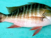 Saltwater fish edible