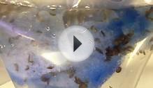 Live Saltwater Fish Food - Feed Hungry Fish - Copepods