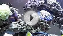 Saltwater fish tank