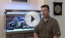 Types of Fish for Salt Water Aquariums